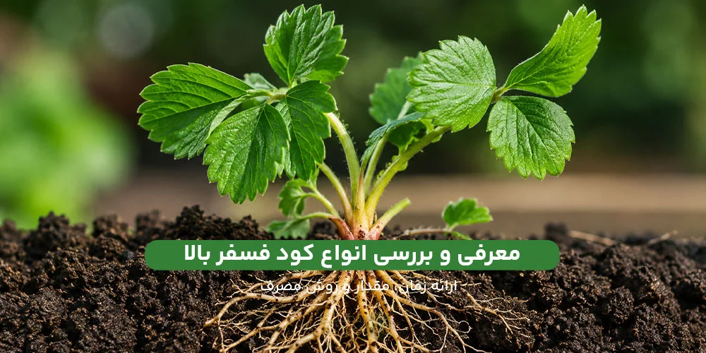 معرفی و بررسی کود فسفر بالا همراه با زمان و مقدار و روش مصرف در دکتر کشاورز.