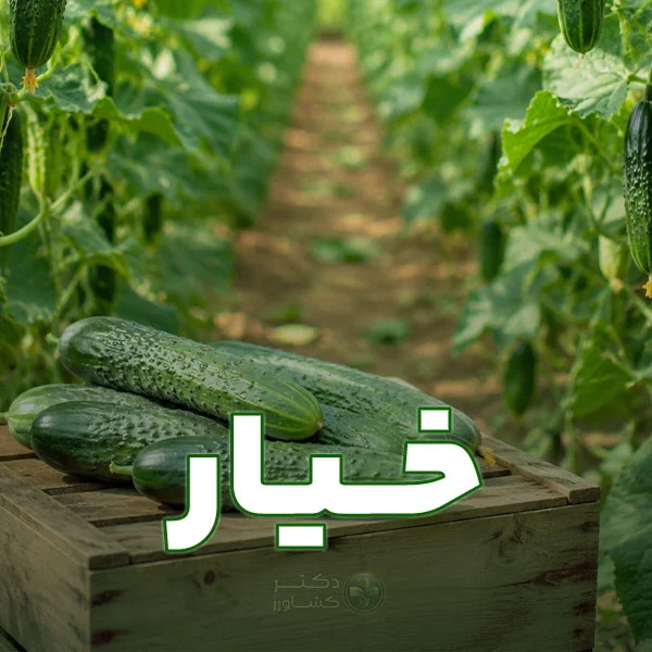 برنامه غذایی خیار به صورت مرحله محور و تخصصی برای افزایش کیفیت در سایت دکتر کشاورز.