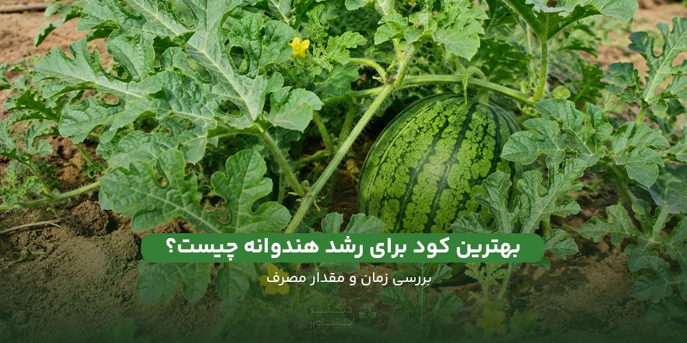 بهترین کود برای رشد و باردهی هندوانه؛ ارائه زمان و مقدار مصرف.