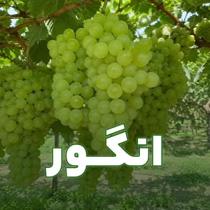 برنامه کودی یا کوددهی برای انگور به صورت تخصصی و جامع در سایت دکتر کشاورز.