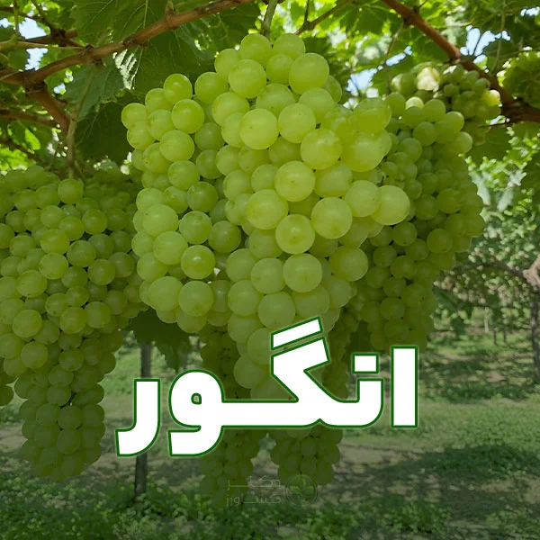 برنامه کودی یا کوددهی برای انگور به صورت تخصصی و جامع در سایت دکتر کشاورز.