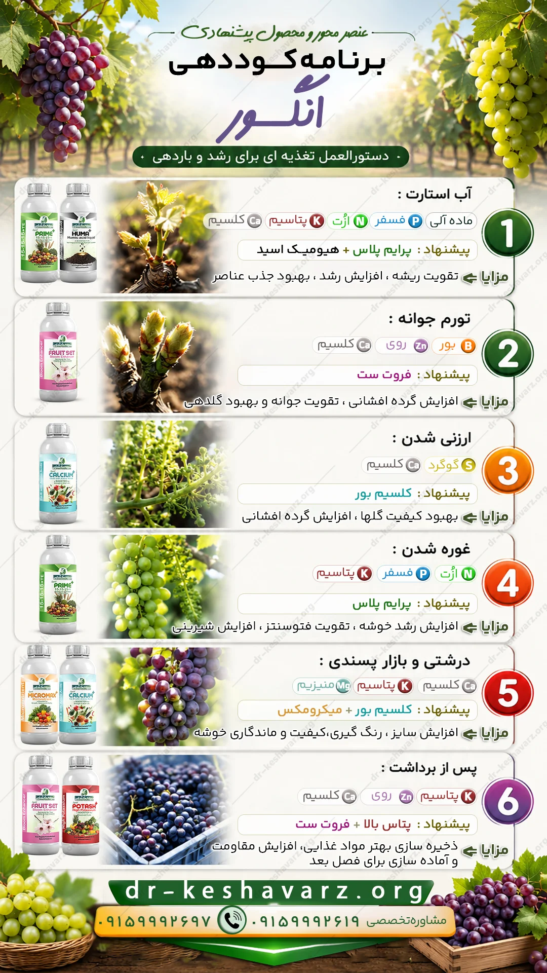 برنه کودی برای درخت انگور عنصر محور و مرحله محور.