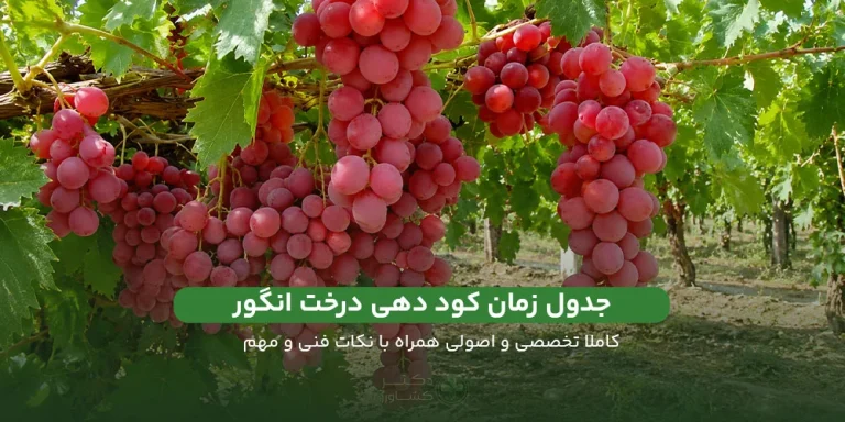 معرفی جدول زمان کود دهی درخت انگور برای افزایش کیفیت و تناژ.