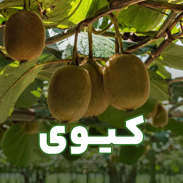 برنامه کودی کیوی مرحله محور و جامع.