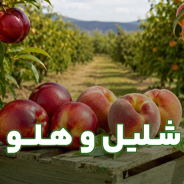 برنامه کوددهی شلیل و هلو در سایت دکتر کشاورز.