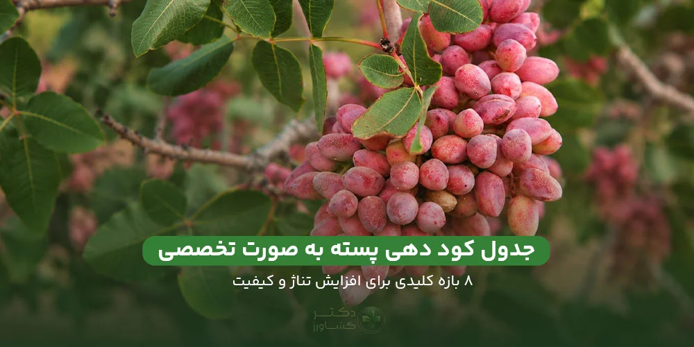 جدول کود دهی پسته به صورت تخصصی و مرحله محور برای تولید محصول باکیفیت و با تناژ بالا.