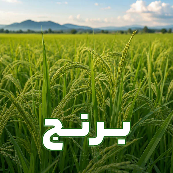 برنامه کودی برنج به صورت مرحله و تخصصی و جامع ارائه شده در سایت دکتر کشاورز.