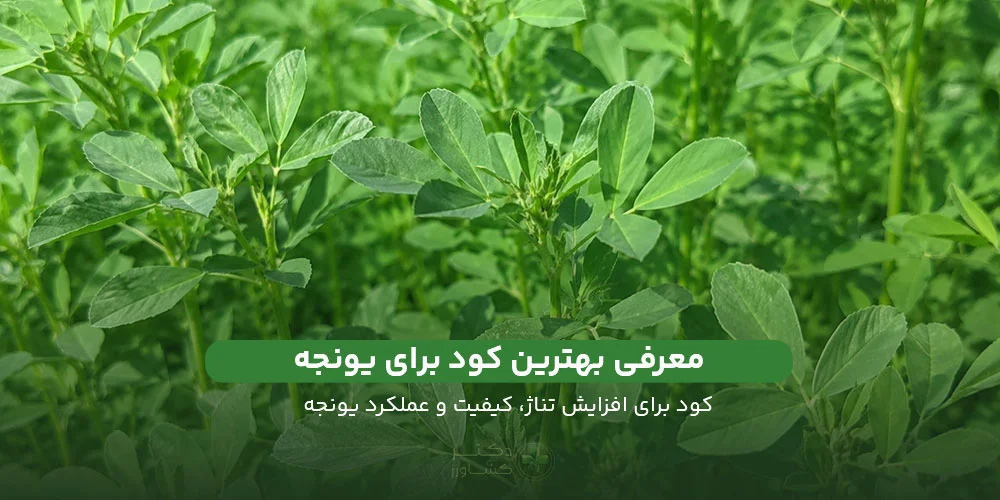 معرفی بهترین کود برای یونجه؛ کود برای افزایش باردهی و تناژ و کیفیت یونجه.