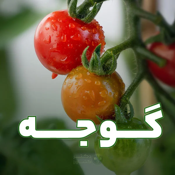 برنامه جامع و تخصصی کود دهی گوجه فرنگی برای افزایش کیفیت و بازار پسندی.