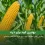 کود برای ذرت علوفه‌ای و دانه‌ای همراه با جدول زمان مصرف و نکات مهم در سایت دکتر کشاورز.