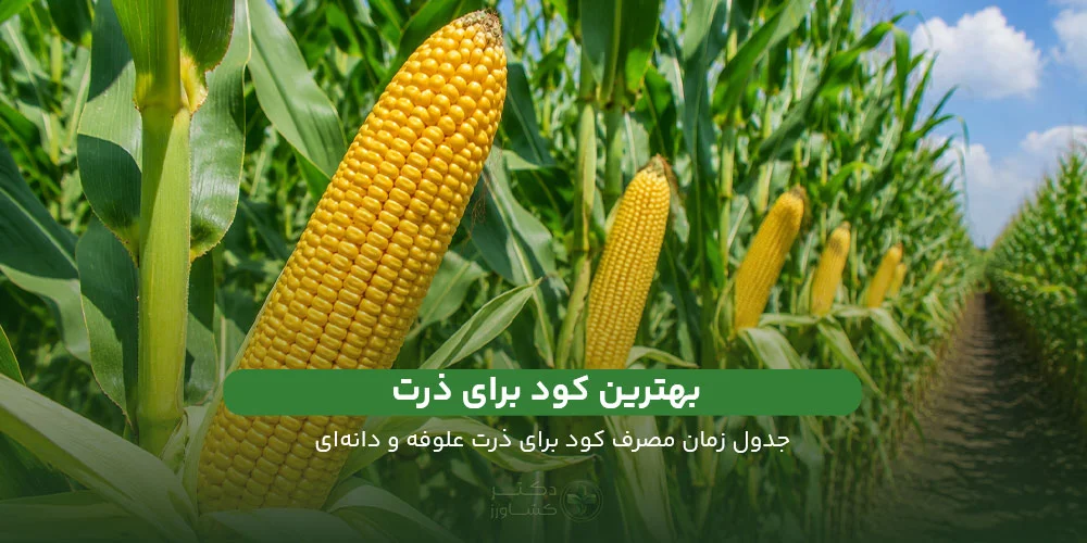 کود برای ذرت علوفه‌ای و دانه‌ای همراه با جدول زمان مصرف و نکات مهم در سایت دکتر کشاورز.