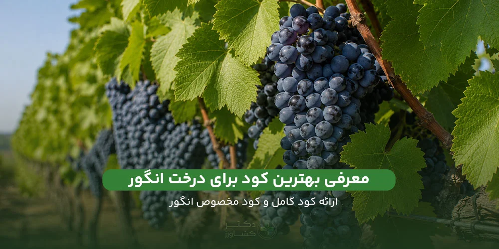 معرفی بهترین کود برای درخت انگور بررسی کود کامل و کود مخصوص برای درخت انگور در دکتر کشاورز.