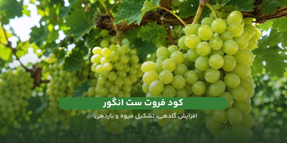 کود فروت ست انگور همراه با زمان محول پاشی فروت ست برای انگور در سایت کشاورزی دکتر کشاورز.