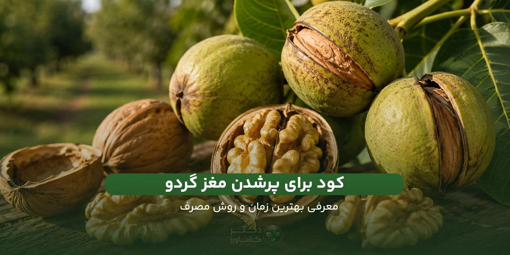 مغ