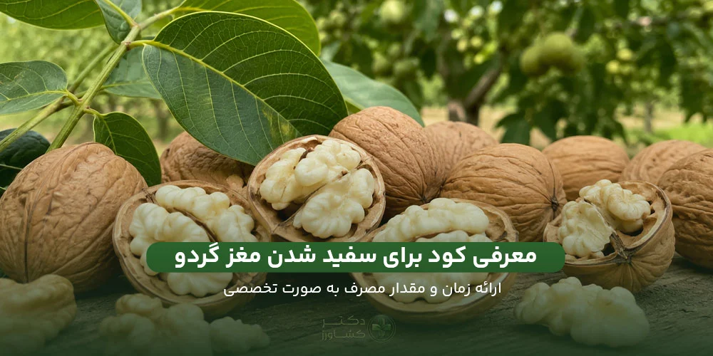 معرفی بهترین کود برای سفید شدن مغز گردو همراه با زمان و مقدار مصرف.