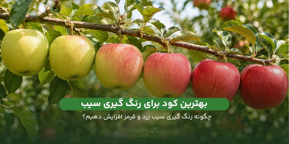 معرفی بهترین کود برای رنگ گیری سیب و معرفقی نکات فنی و کلیدی در وبسایت دکتر کشاورز.