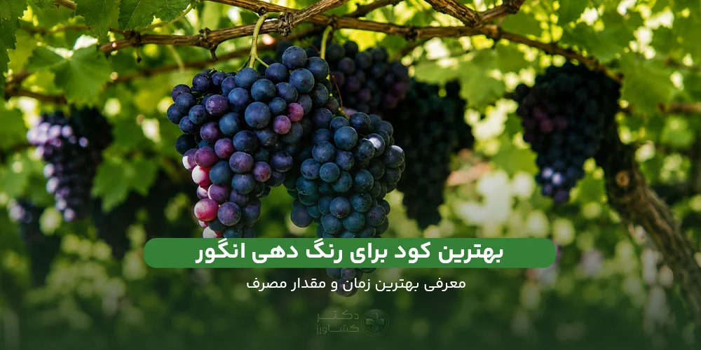 معرفی 3 تا ازبهترین کود برای رنگ دهی انگور همراه با بهبود طعم و کیفیت.